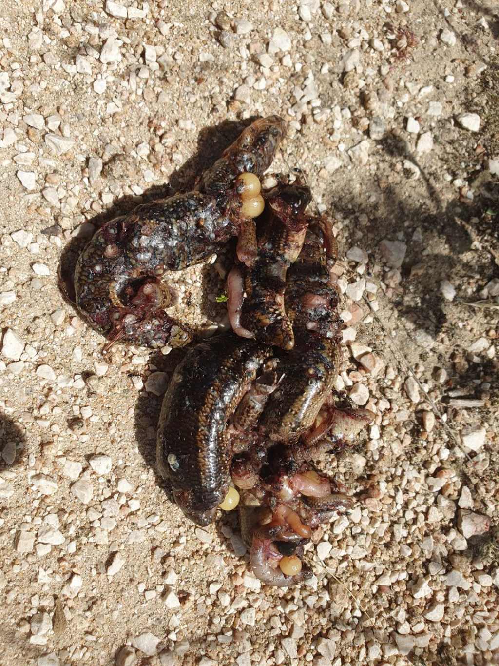 Ecatombe di rettili - chi  stato? IMMAGINI FORTI
